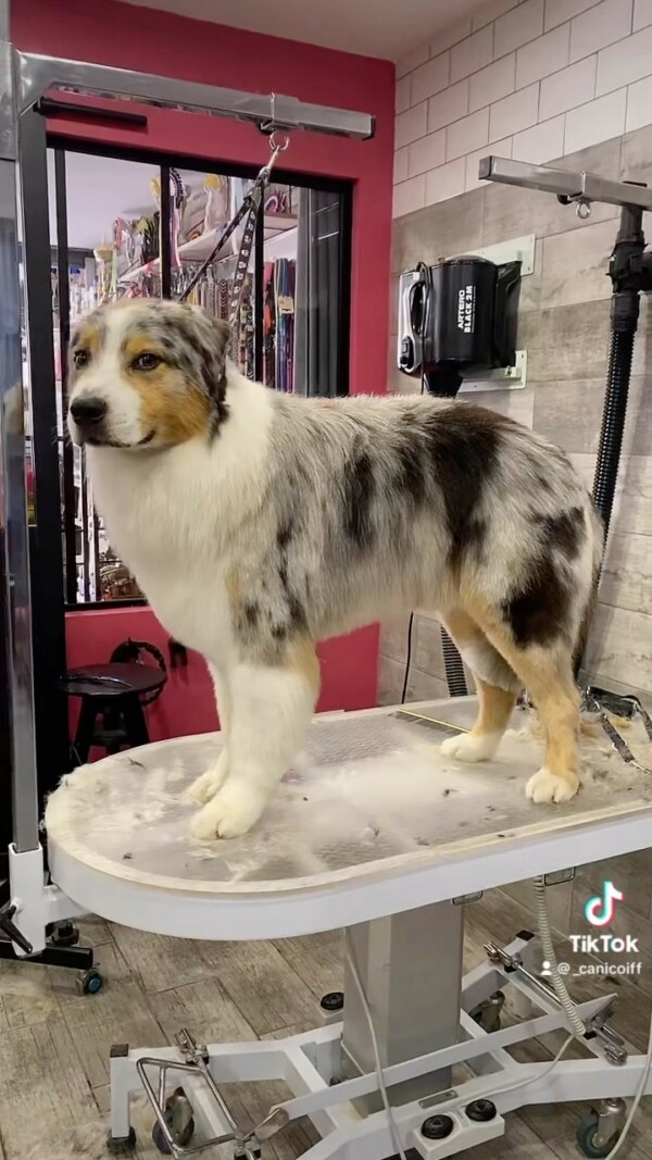 Bonne coupe ciseaux pour ce magnifique berger australien 🥰🥰✂️toilettagecanin doglover groomingpet