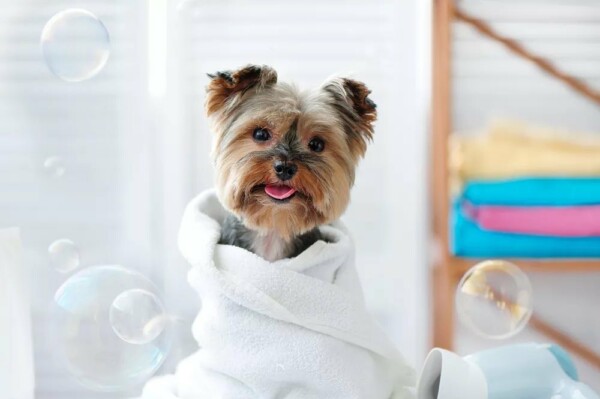 Le salon de toilettage reste ouvert tout l’été, n’hésitez pas à prendre vos rendez-vous à l’avance, le planning se remplit très vite ! ✂️🐕🫧