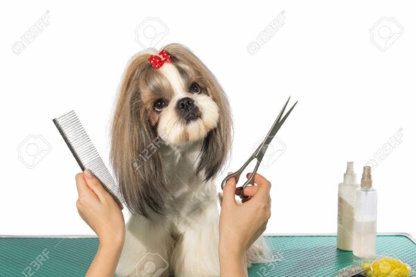 À compter du 1er août jusqu’au 31 août, votre salon de toilettage ouvrira de 10h à 17h non stop.Merci de votre compréhension☺️
L’équipe Canicoiff’ 💕